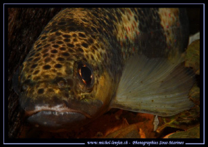 Face to face with this trout in the Verzasca River... :O)... by Michel Lonfat 